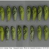 apor crataegi pupa8 volg